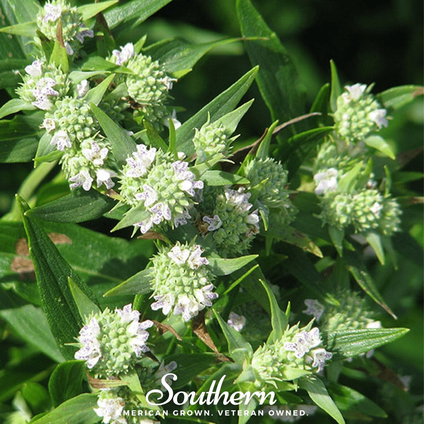 Mountain Mint ā 100 Seeds