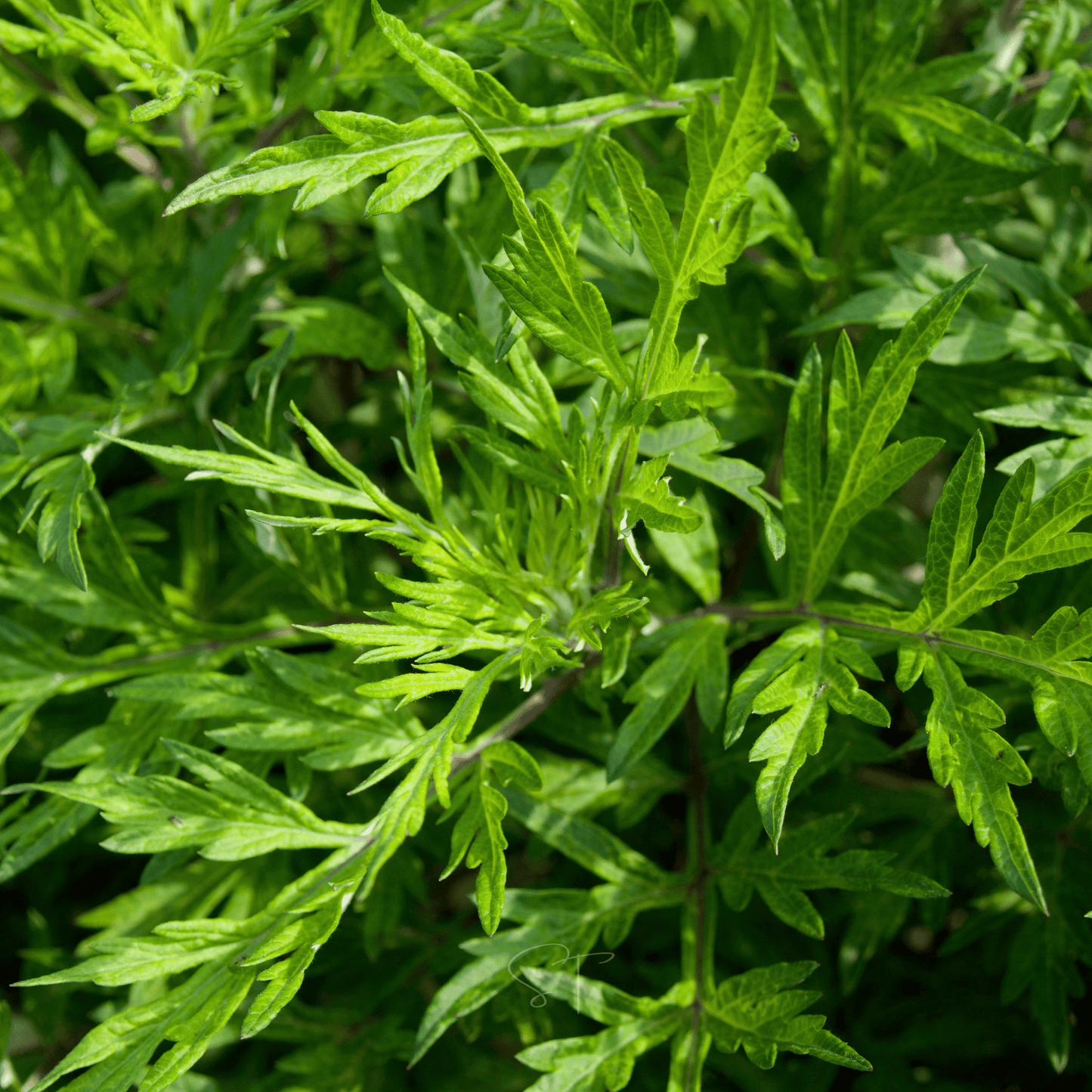 Mugwort ā 200 Seeds
