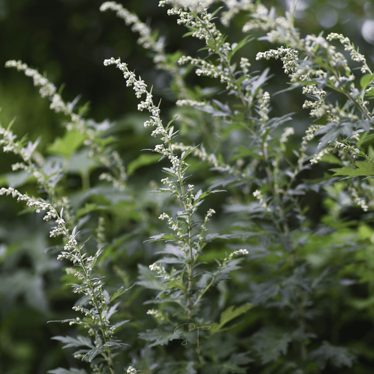 Mugwort ā 200 Seeds