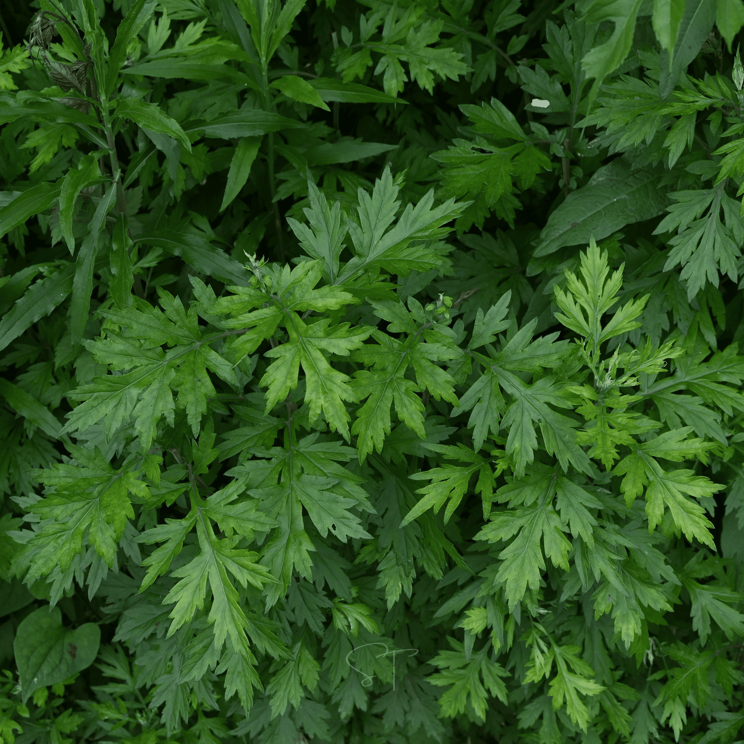 Mugwort ā 200 Seeds