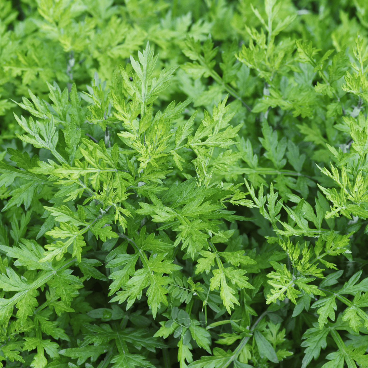 Mugwort ā 200 Seeds