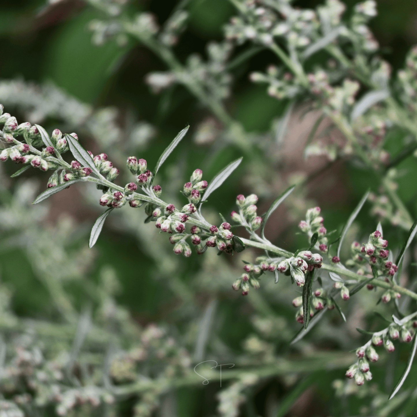 Mugwort ā 200 Seeds