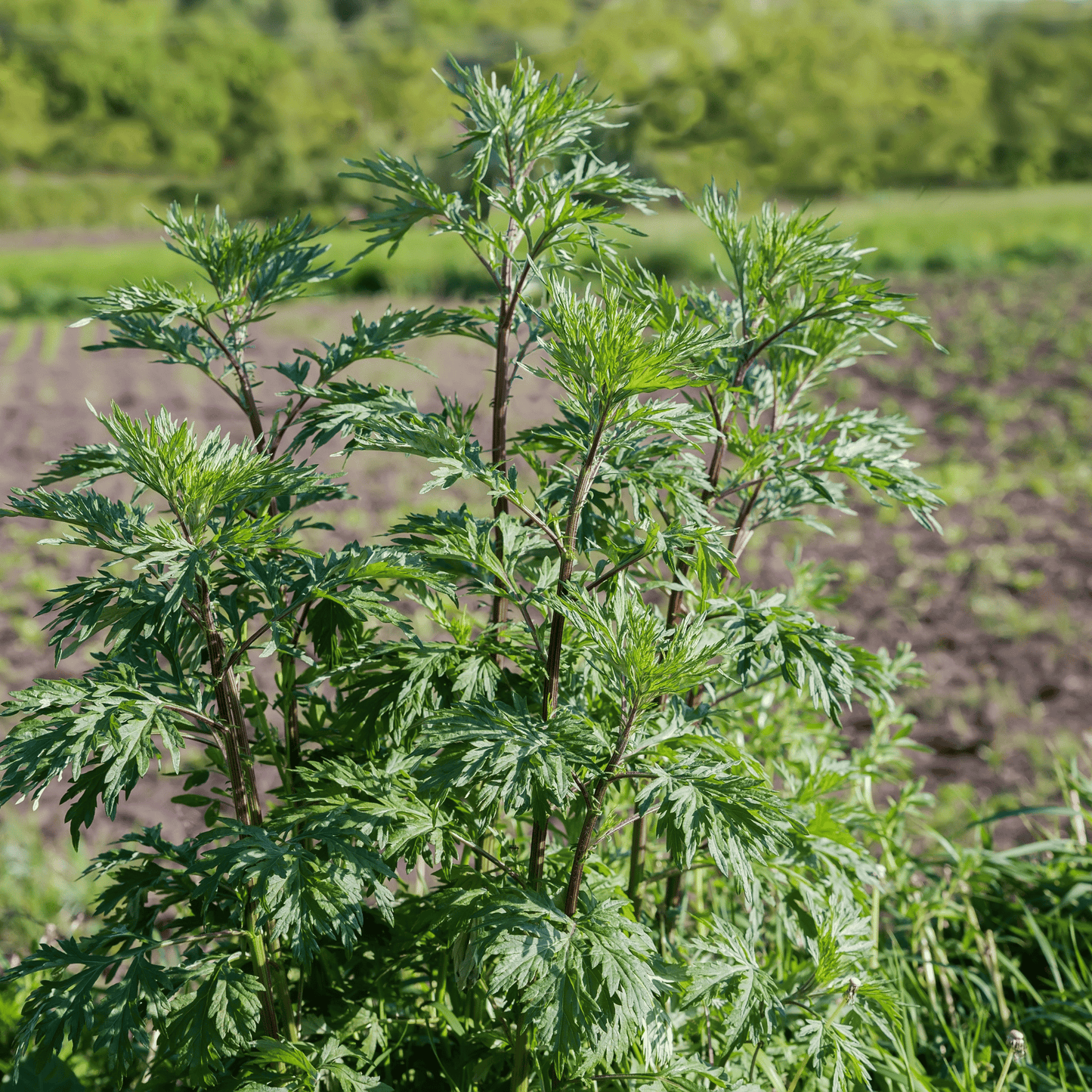 Mugwort ā 200 Seeds