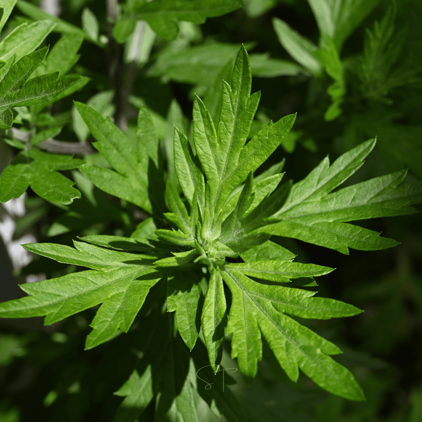 Mugwort ā 200 Seeds