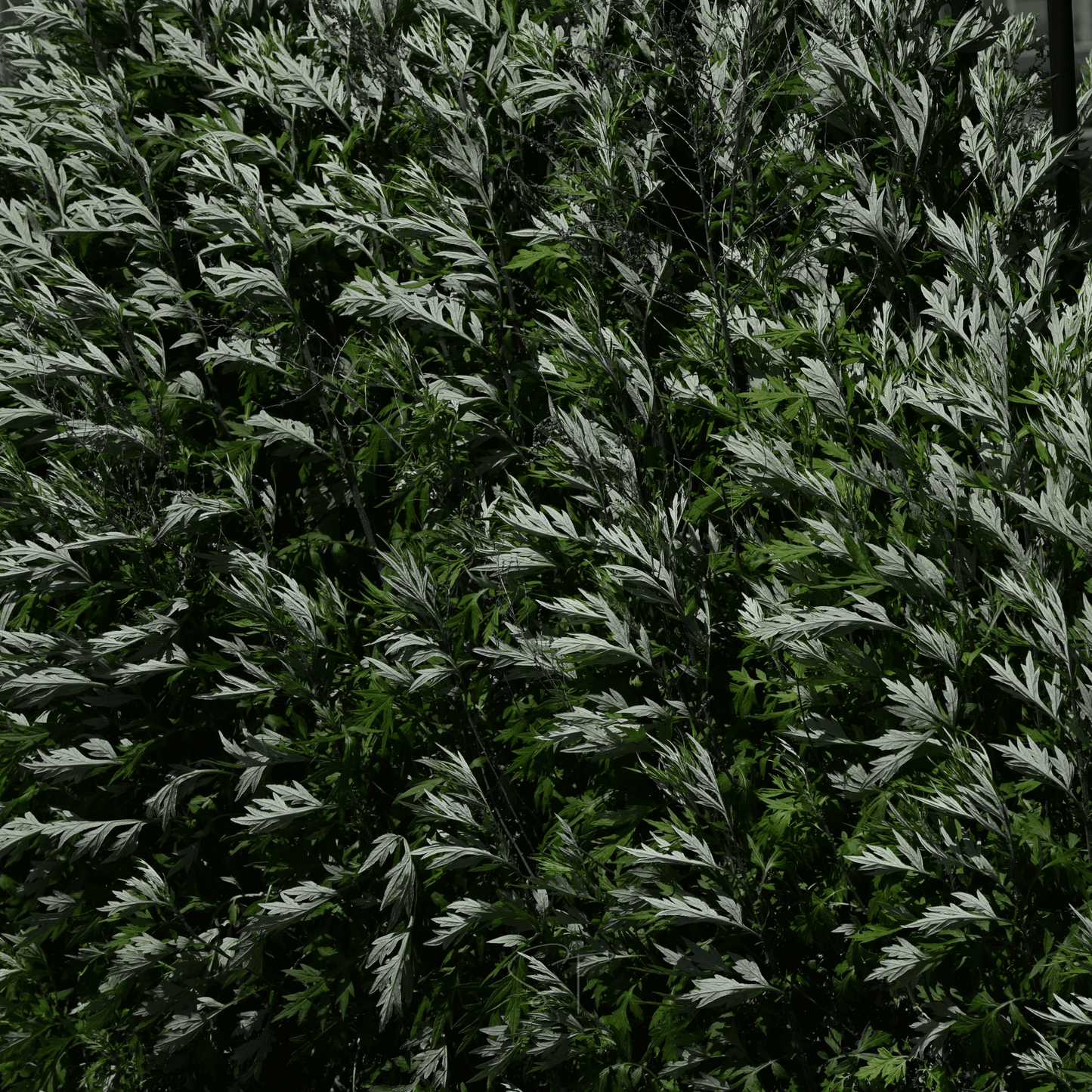 Mugwort ā 200 Seeds