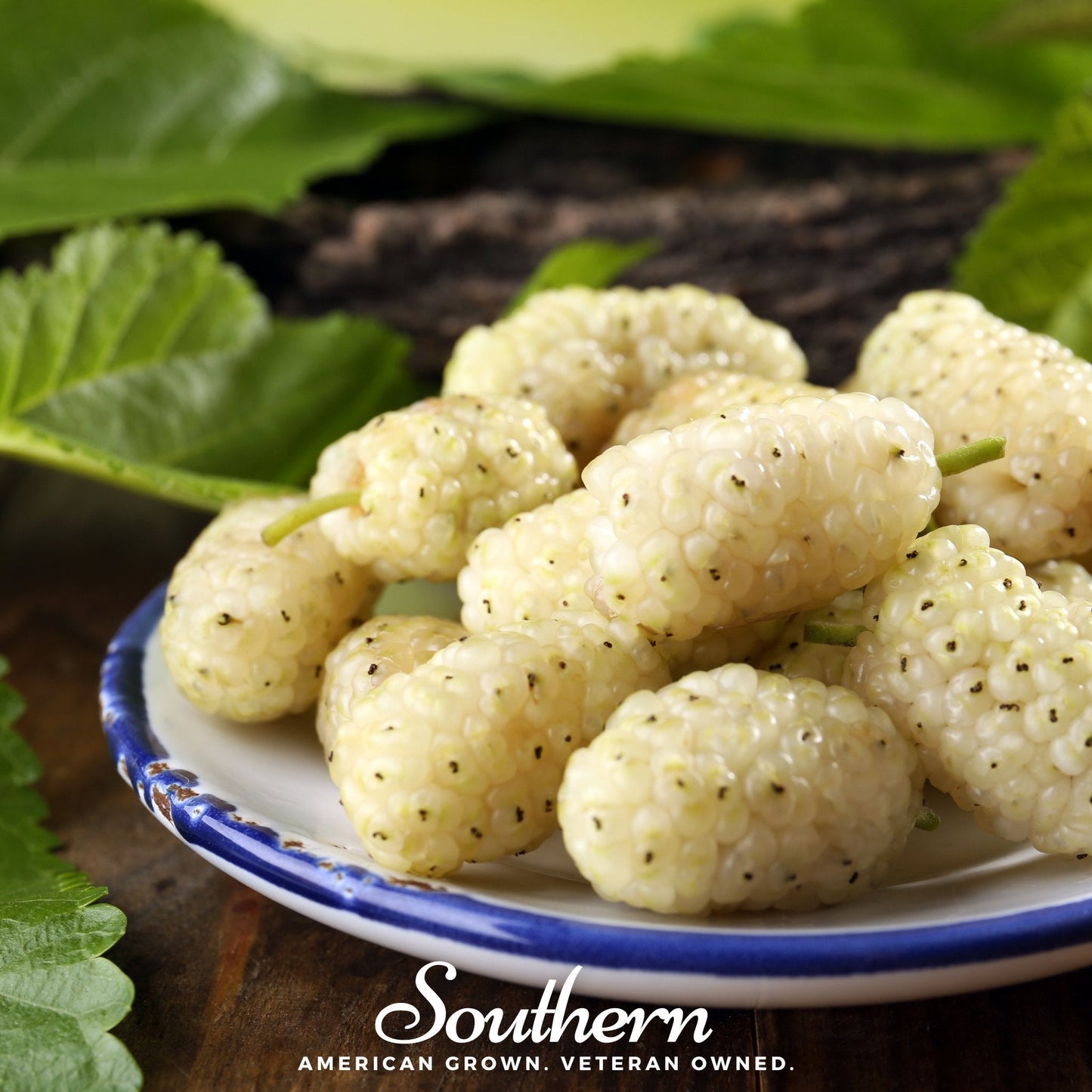 White Mulberry ā 50 Seeds