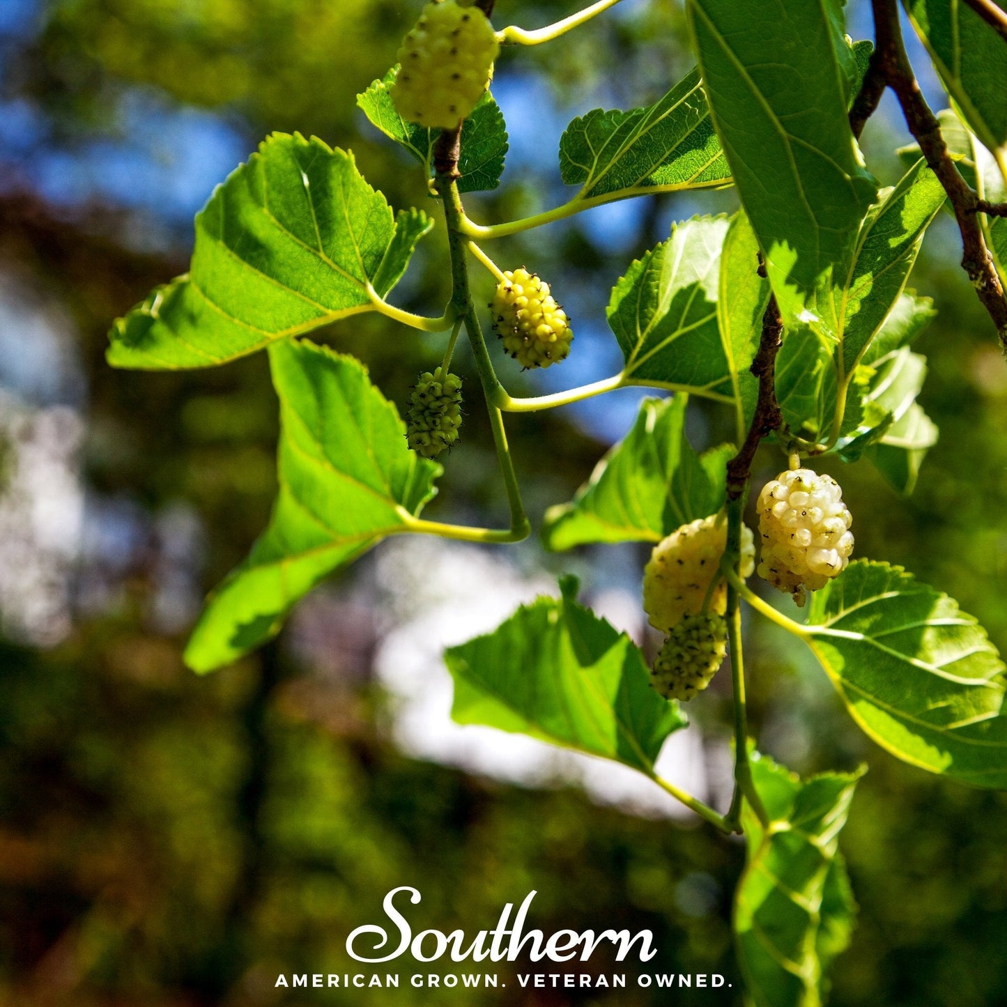White Mulberry ā 50 Seeds