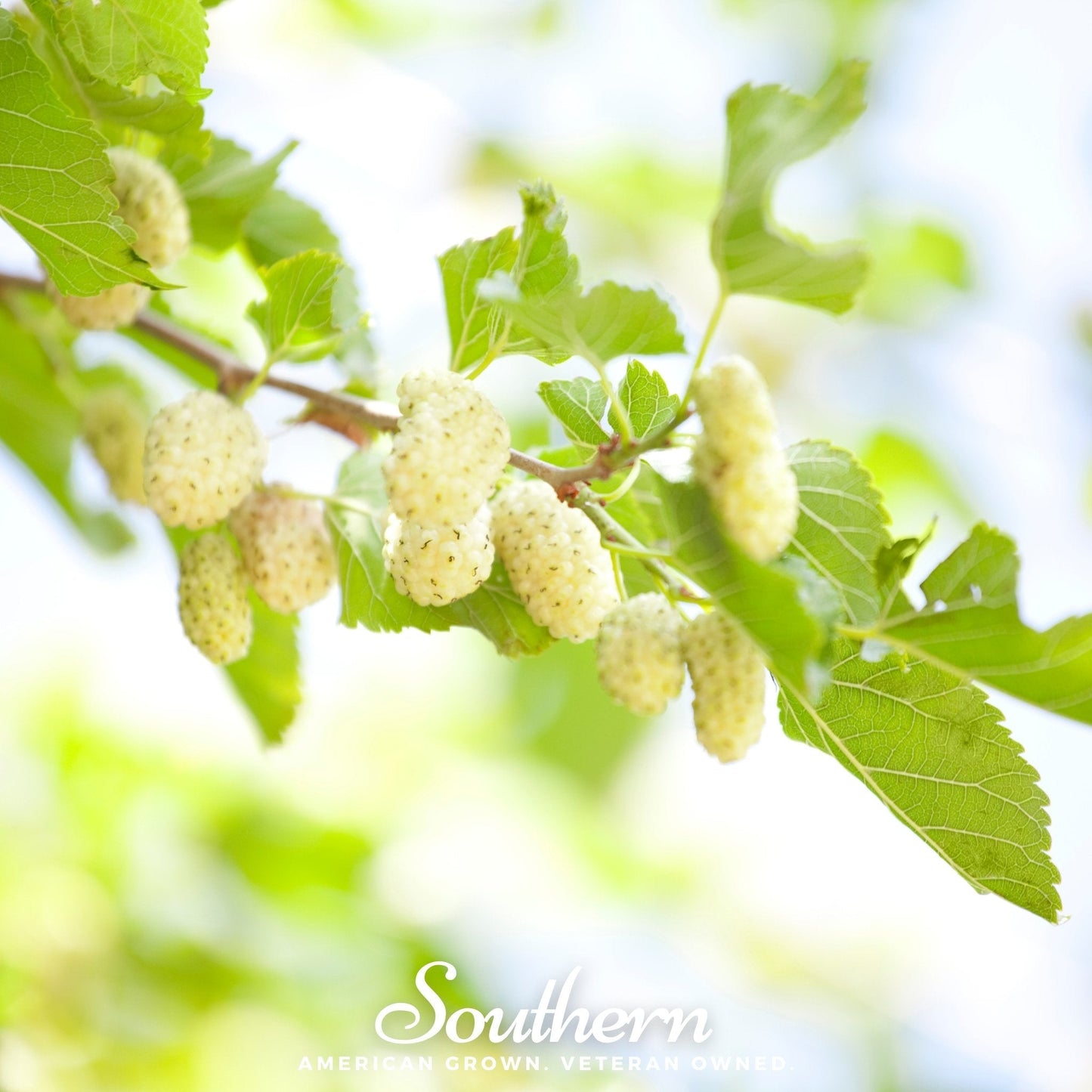 White Mulberry ā 50 Seeds