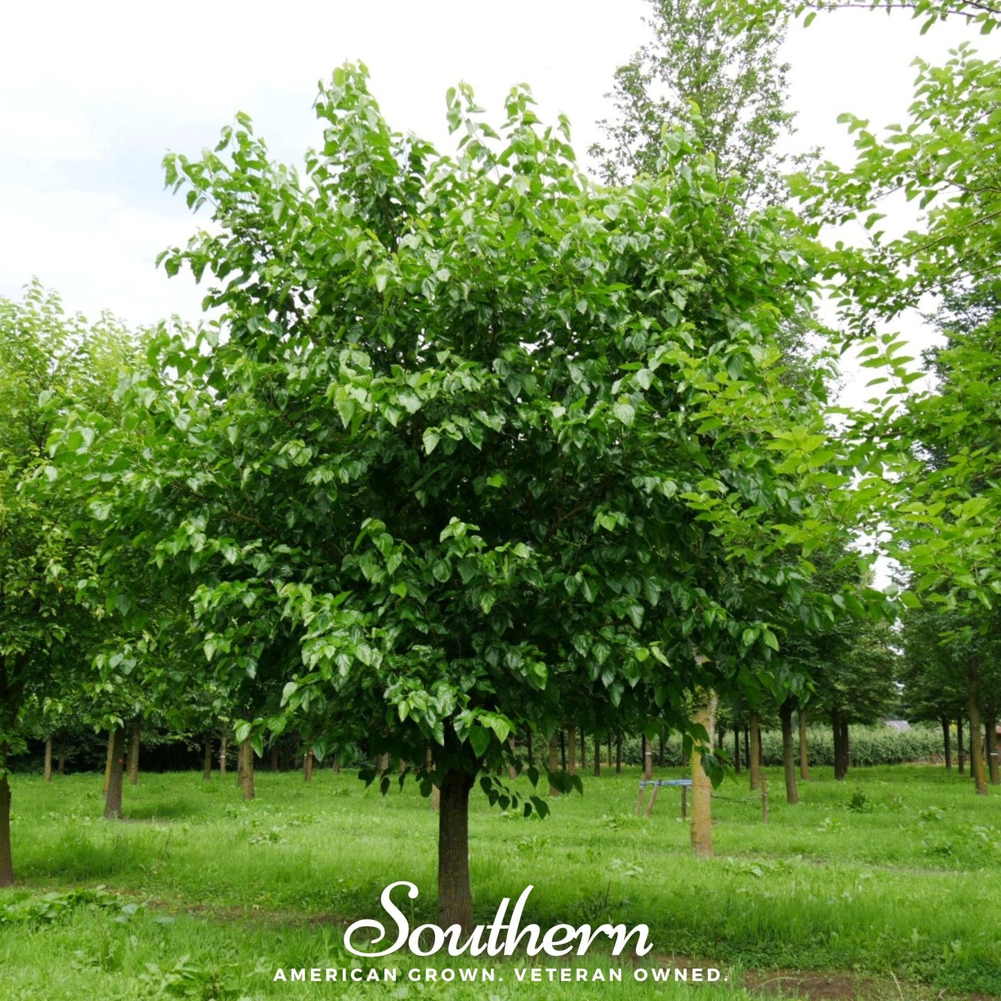 White Mulberry ā 50 Seeds