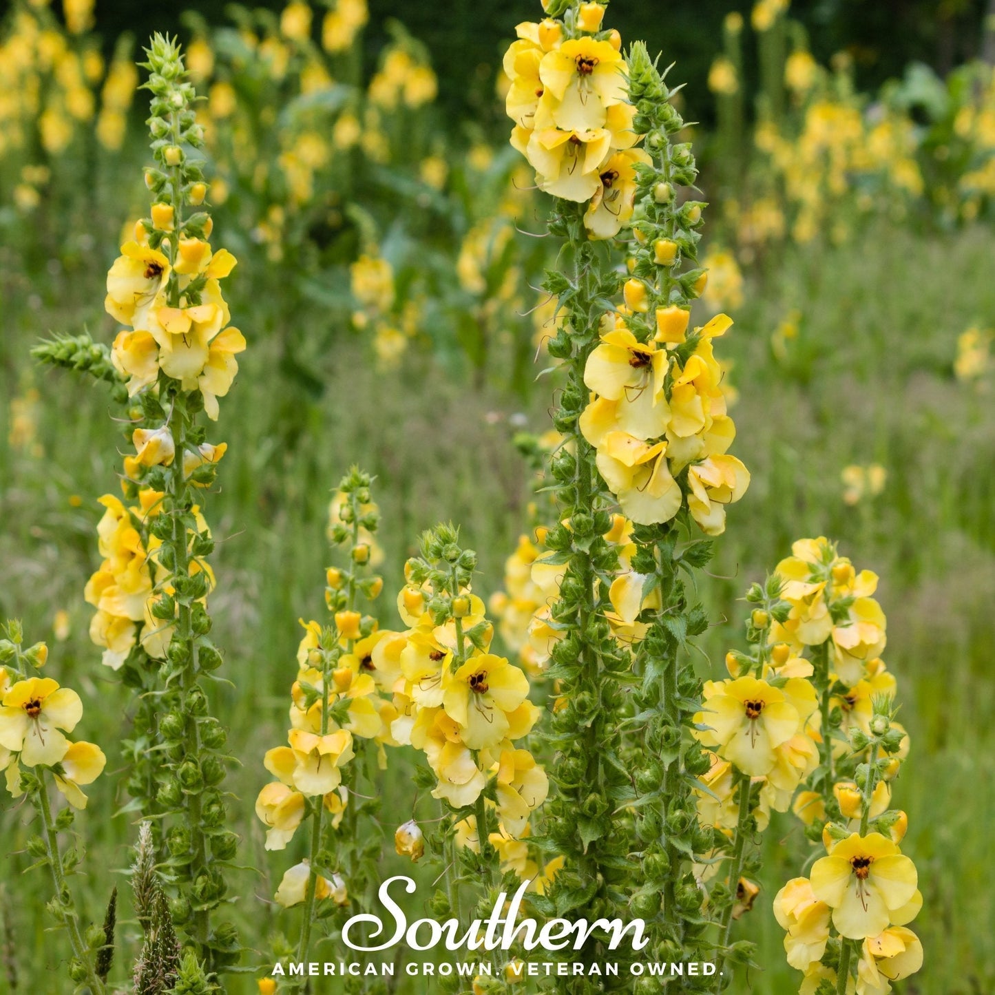 Mullein ā 100 Seeds
