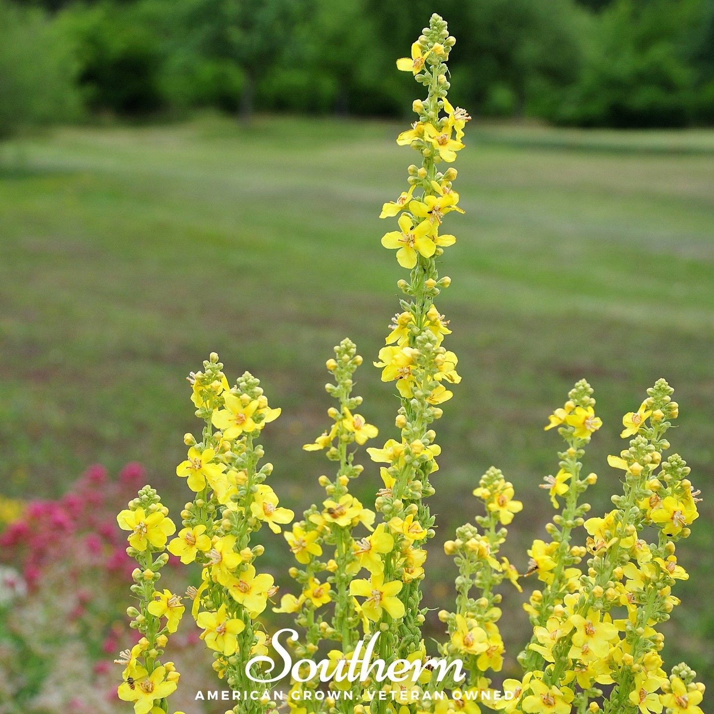 Mullein ā 100 Seeds