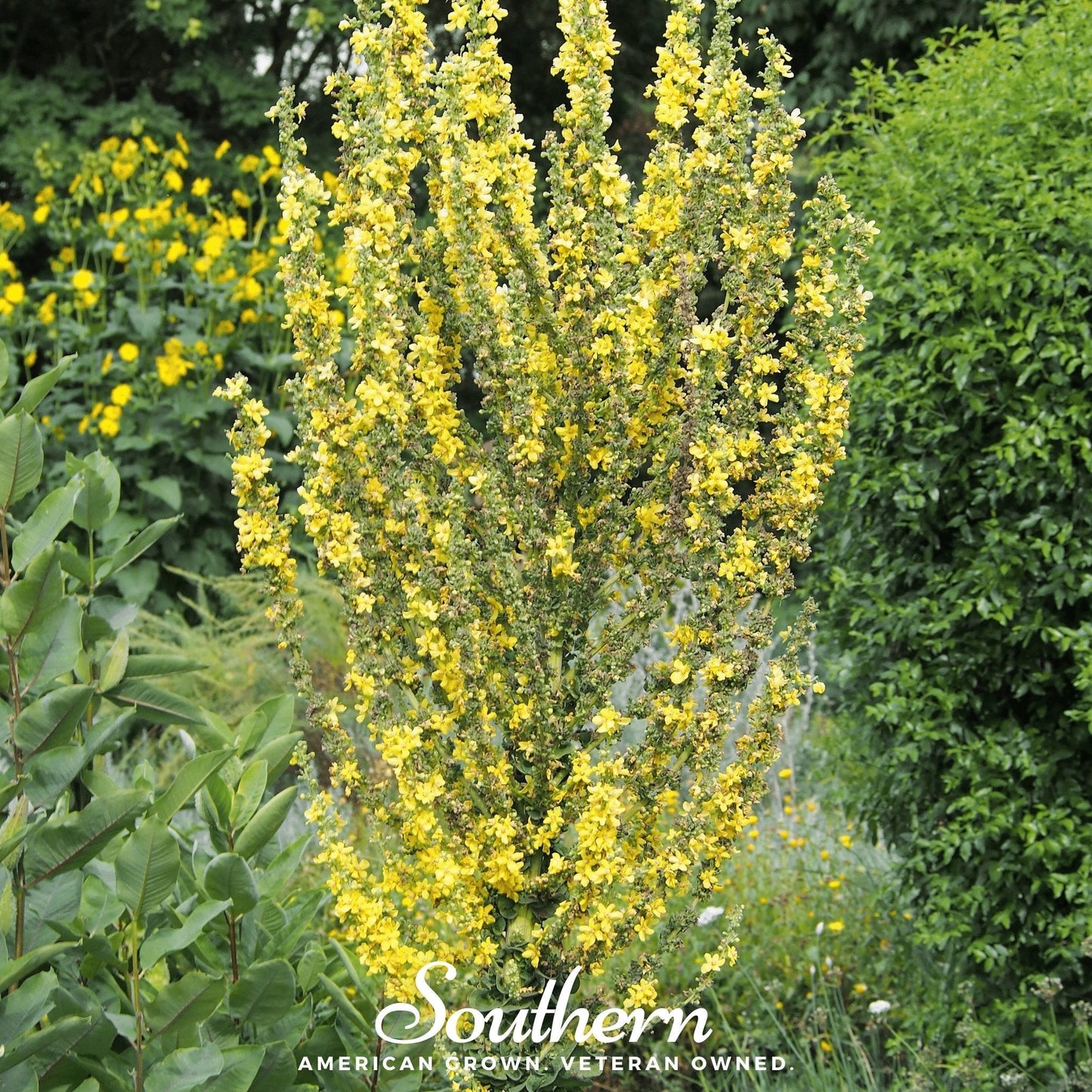 Greek Mullein ā 100 Seeds