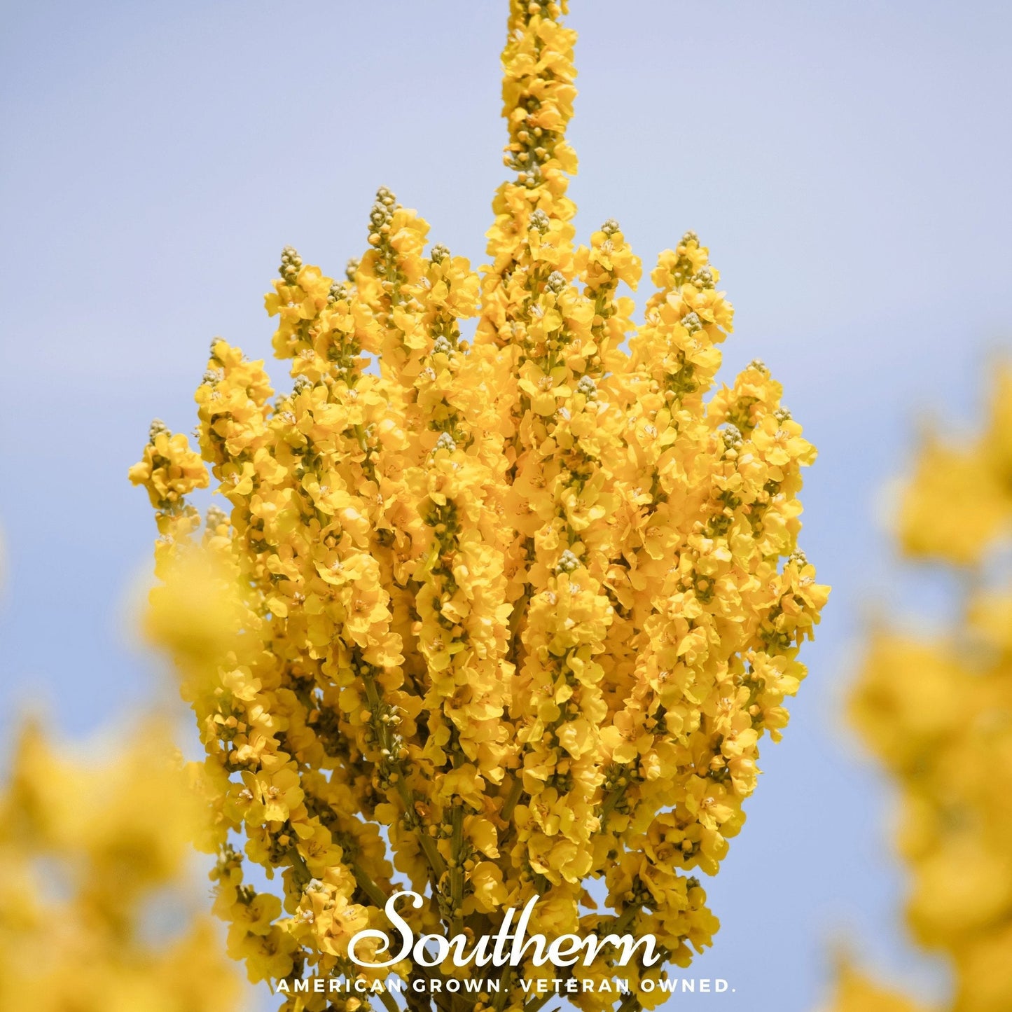 Greek Mullein ā 100 Seeds