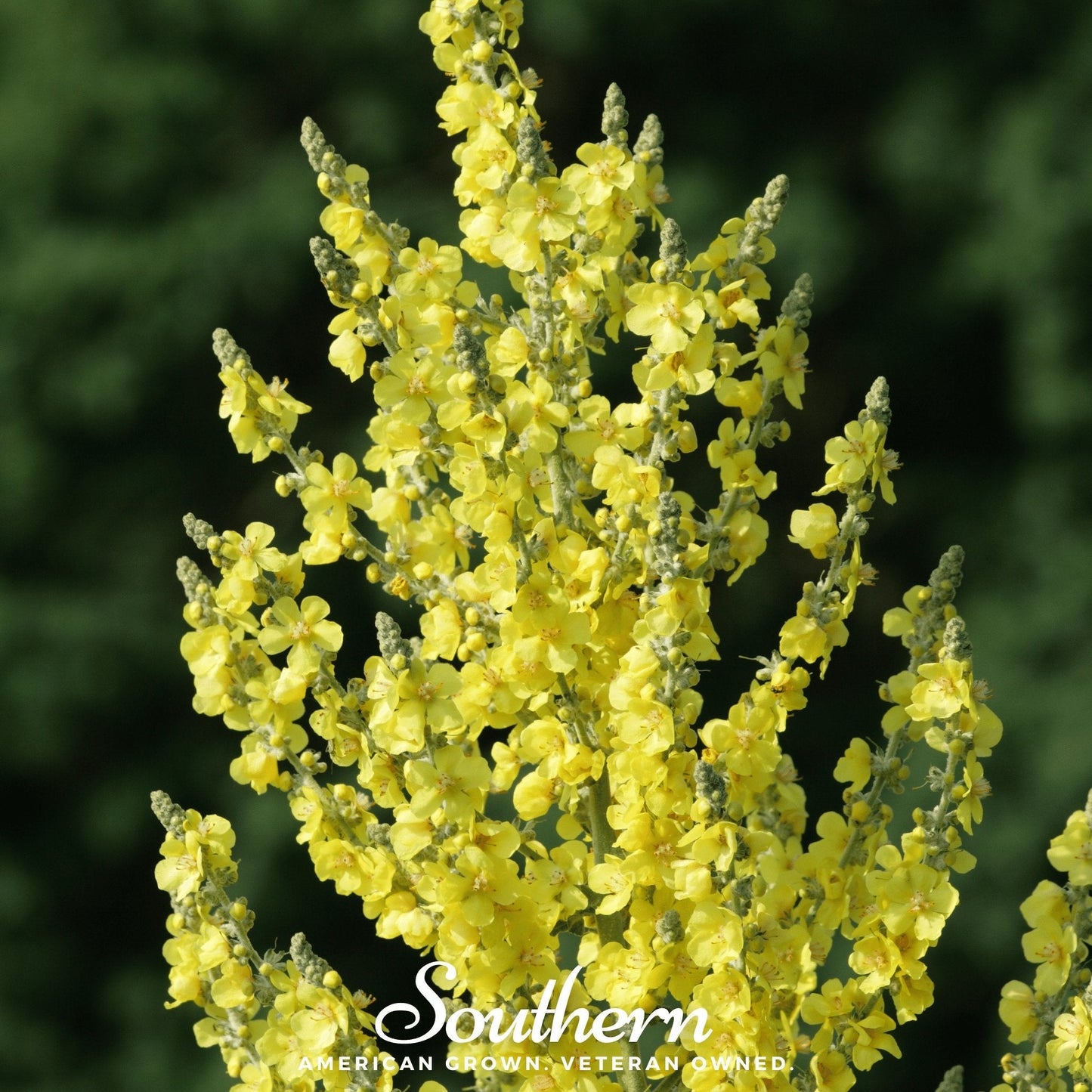 Greek Mullein ā 100 Seeds