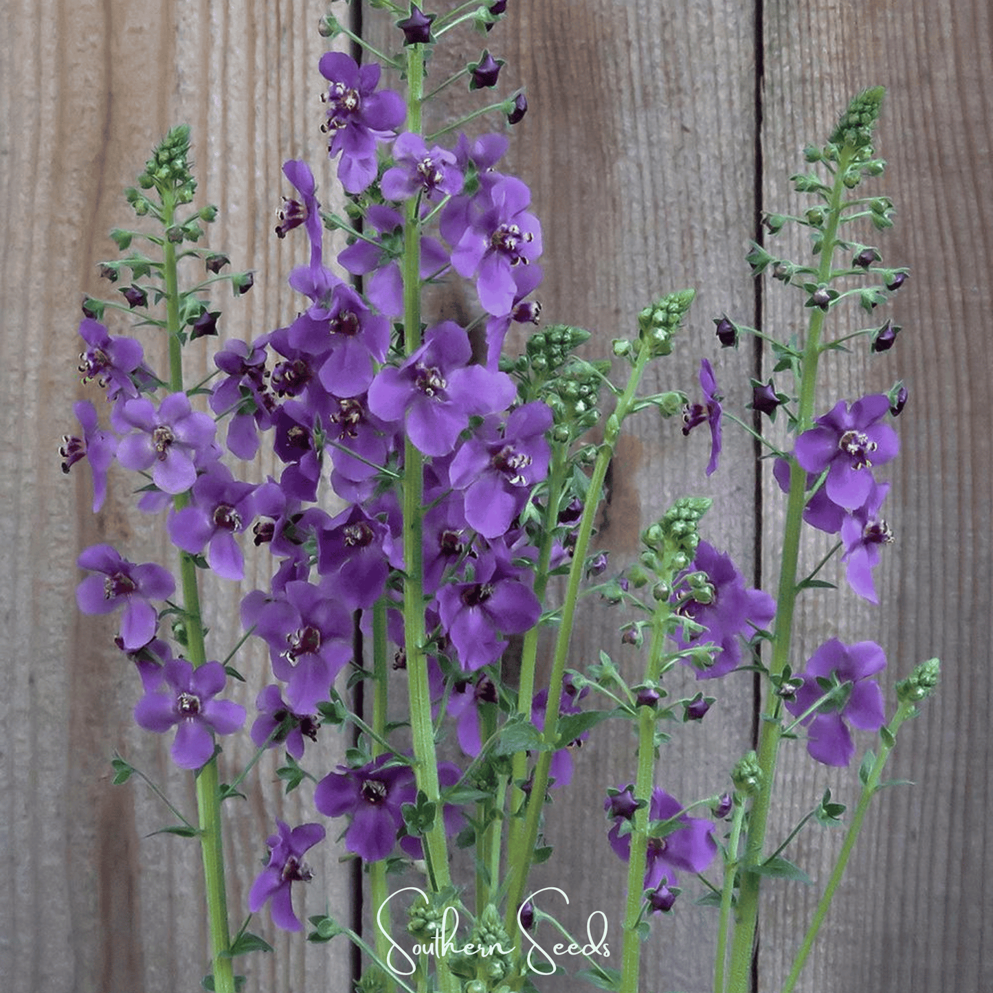 Purple Mullein ā 50 Seeds
