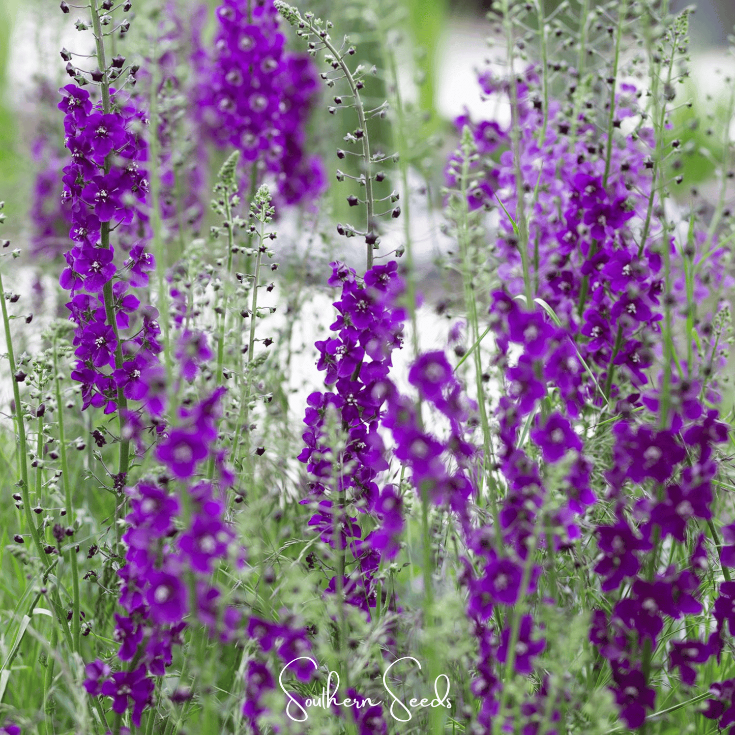 Purple Mullein ā 50 Seeds