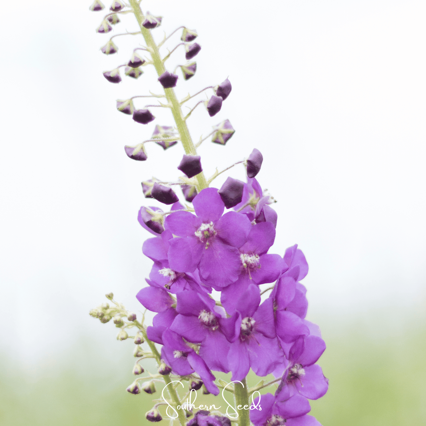Purple Mullein ā 50 Seeds