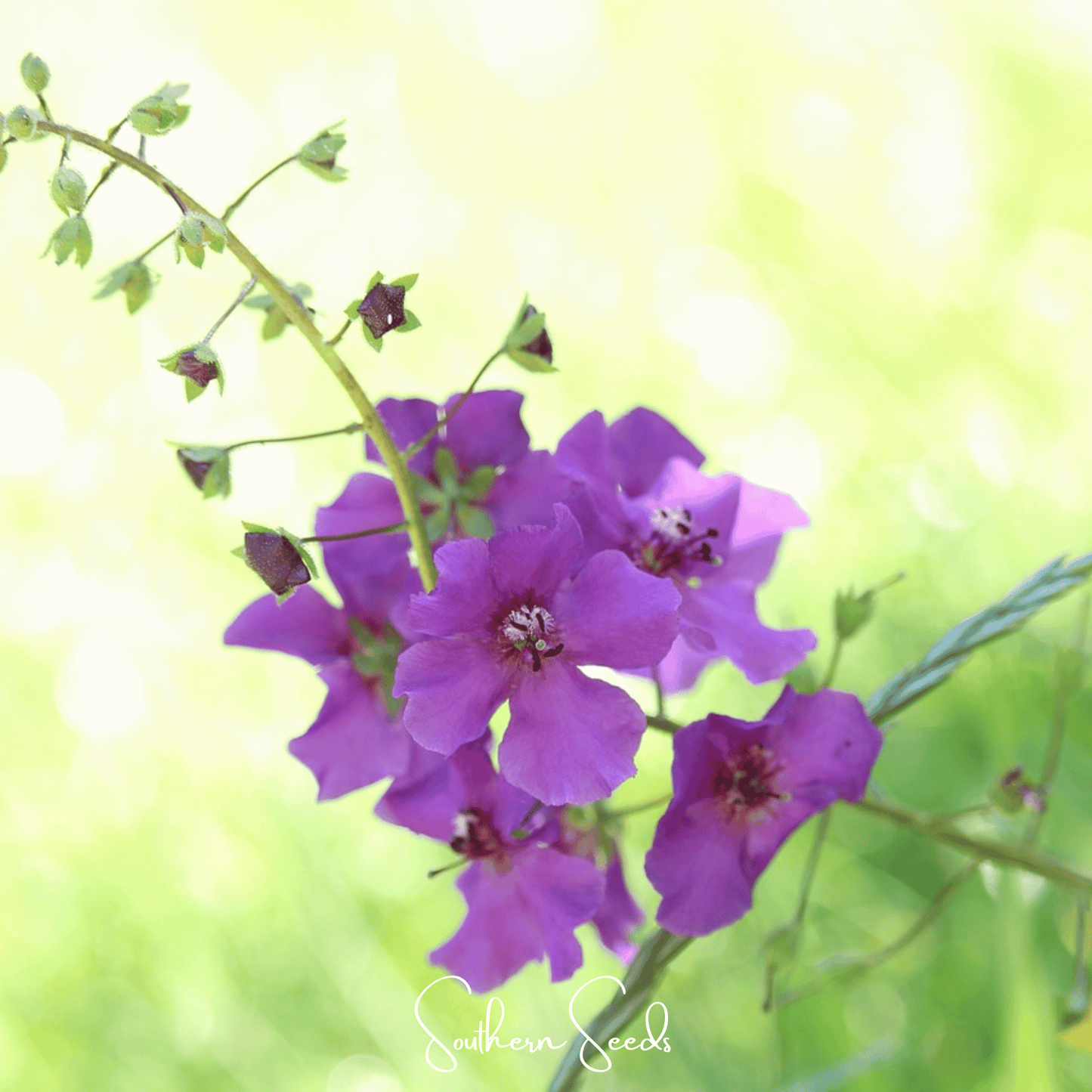 Purple Mullein ā 50 Seeds