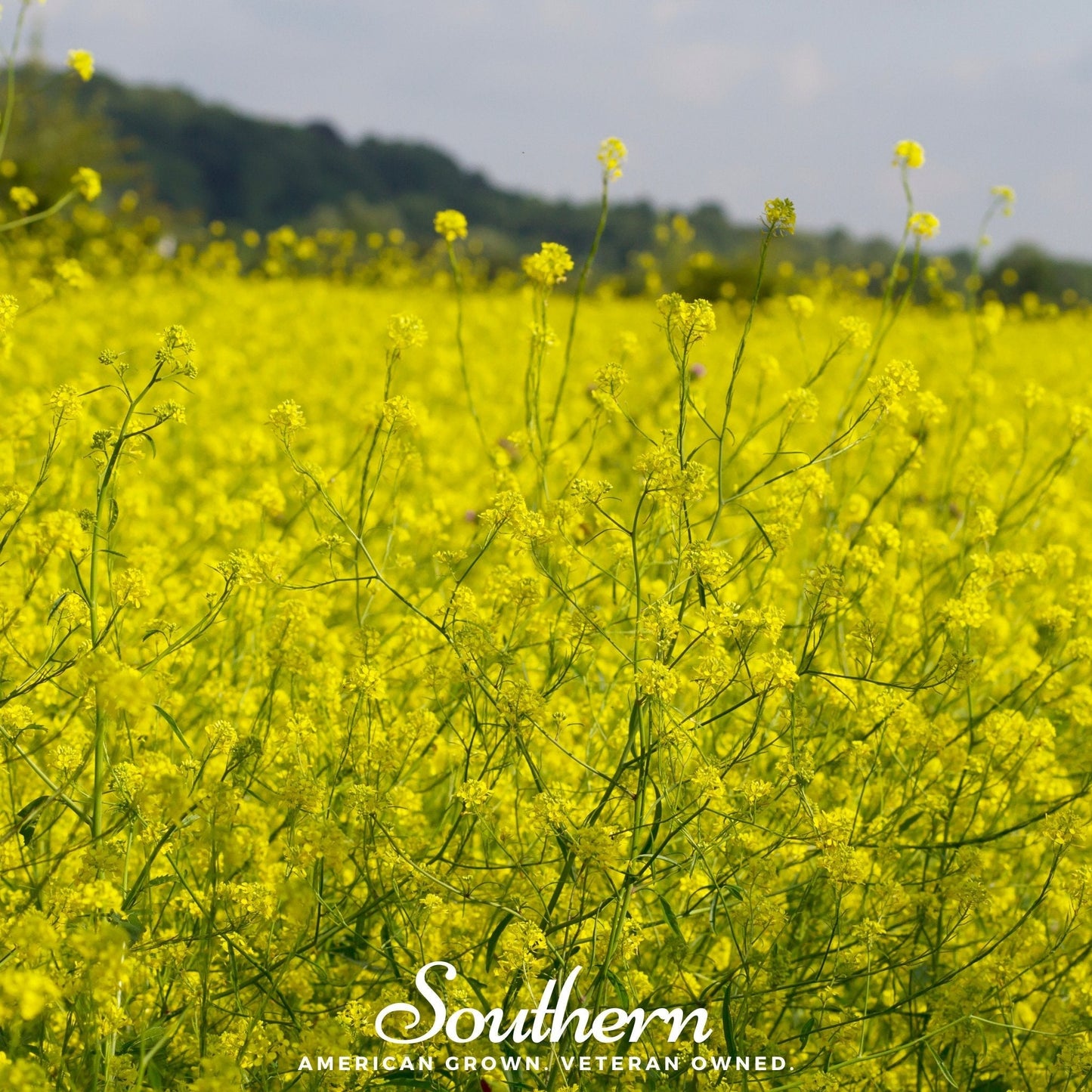 Black Mustard ā 500 Seeds