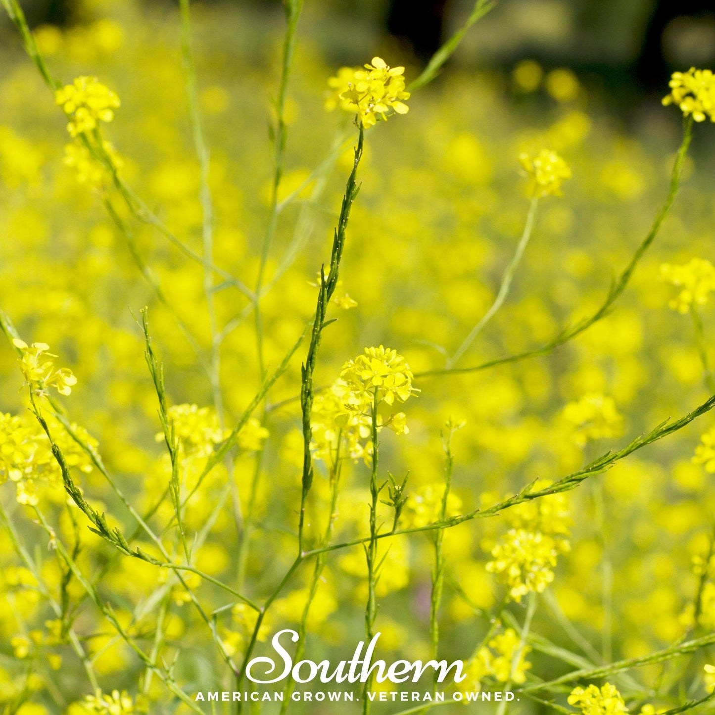 Black Mustard ā 500 Seeds