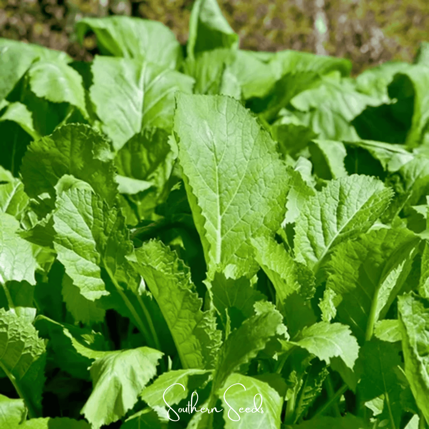 Florida Broadleaf Mustard ā 250 Seeds