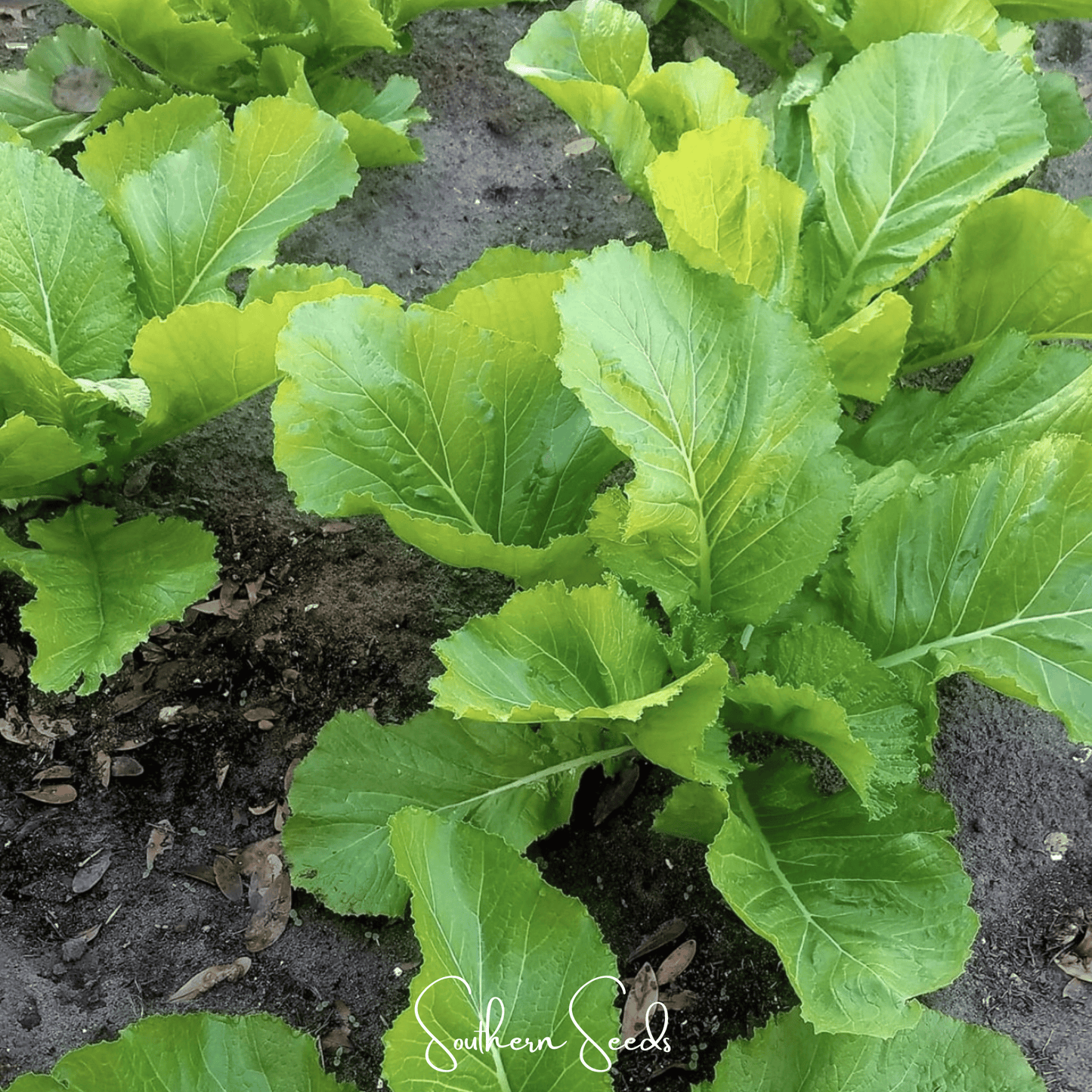 Florida Broadleaf Mustard ā 250 Seeds