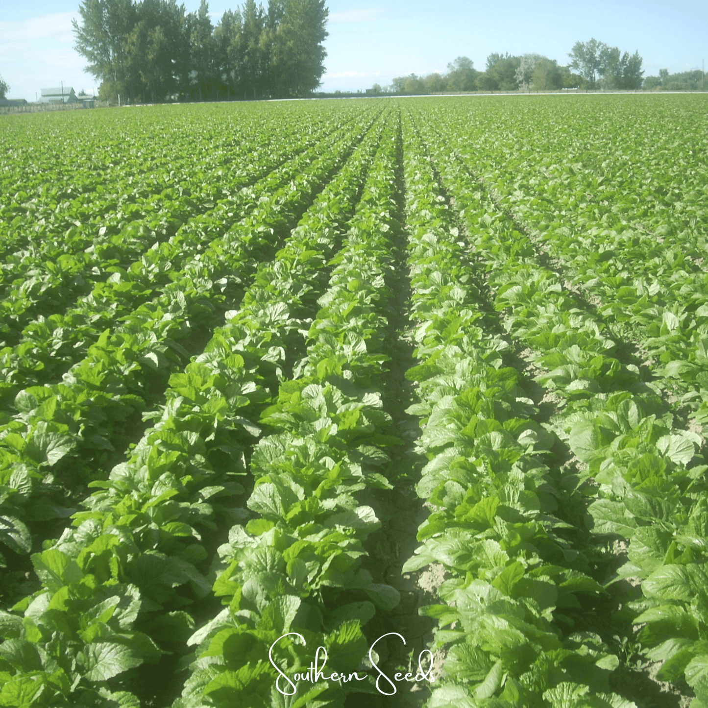 Florida Broadleaf Mustard ā 250 Seeds