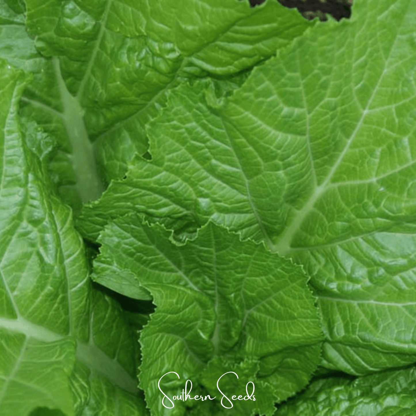 Florida Broadleaf Mustard ā 250 Seeds