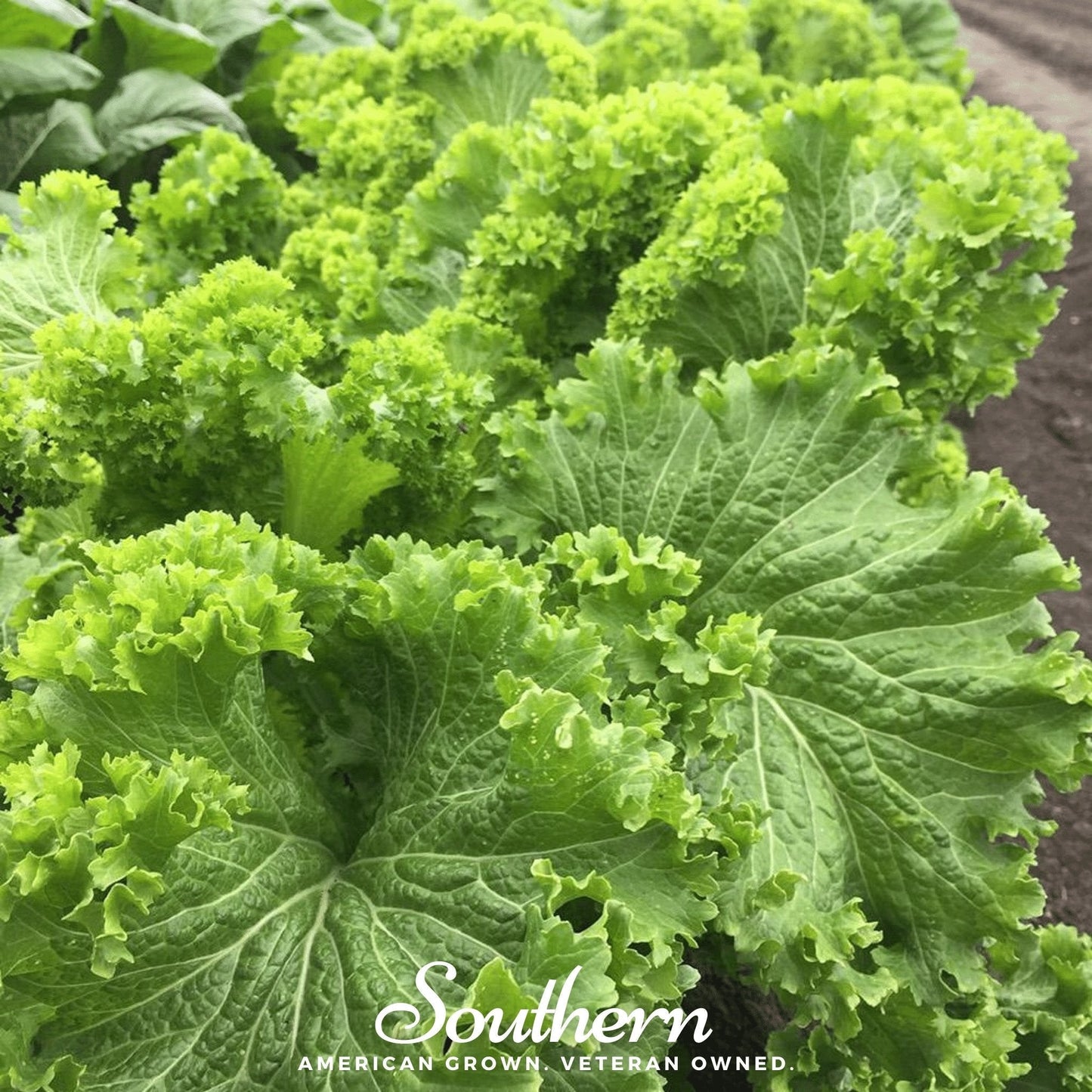 Southern Giant Mustard ā 250 Seeds