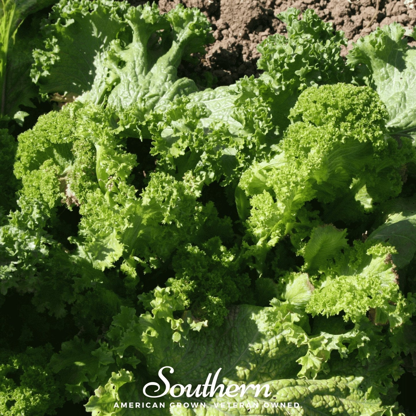 Southern Giant Mustard ā 250 Seeds