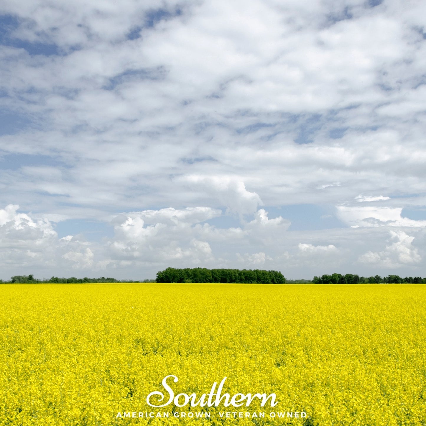 Yellow Mustard ā 200 Seeds