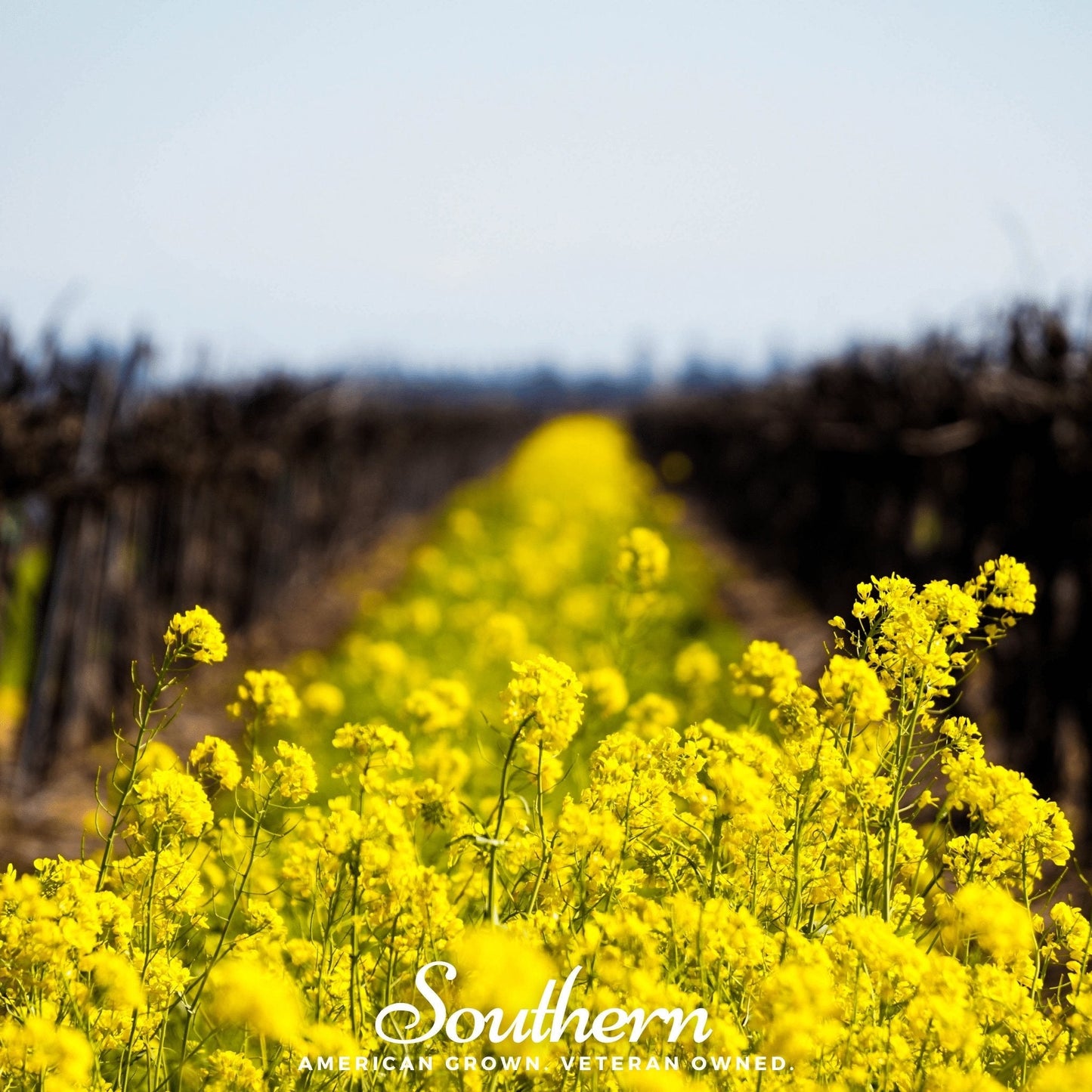 Yellow Mustard ā 200 Seeds