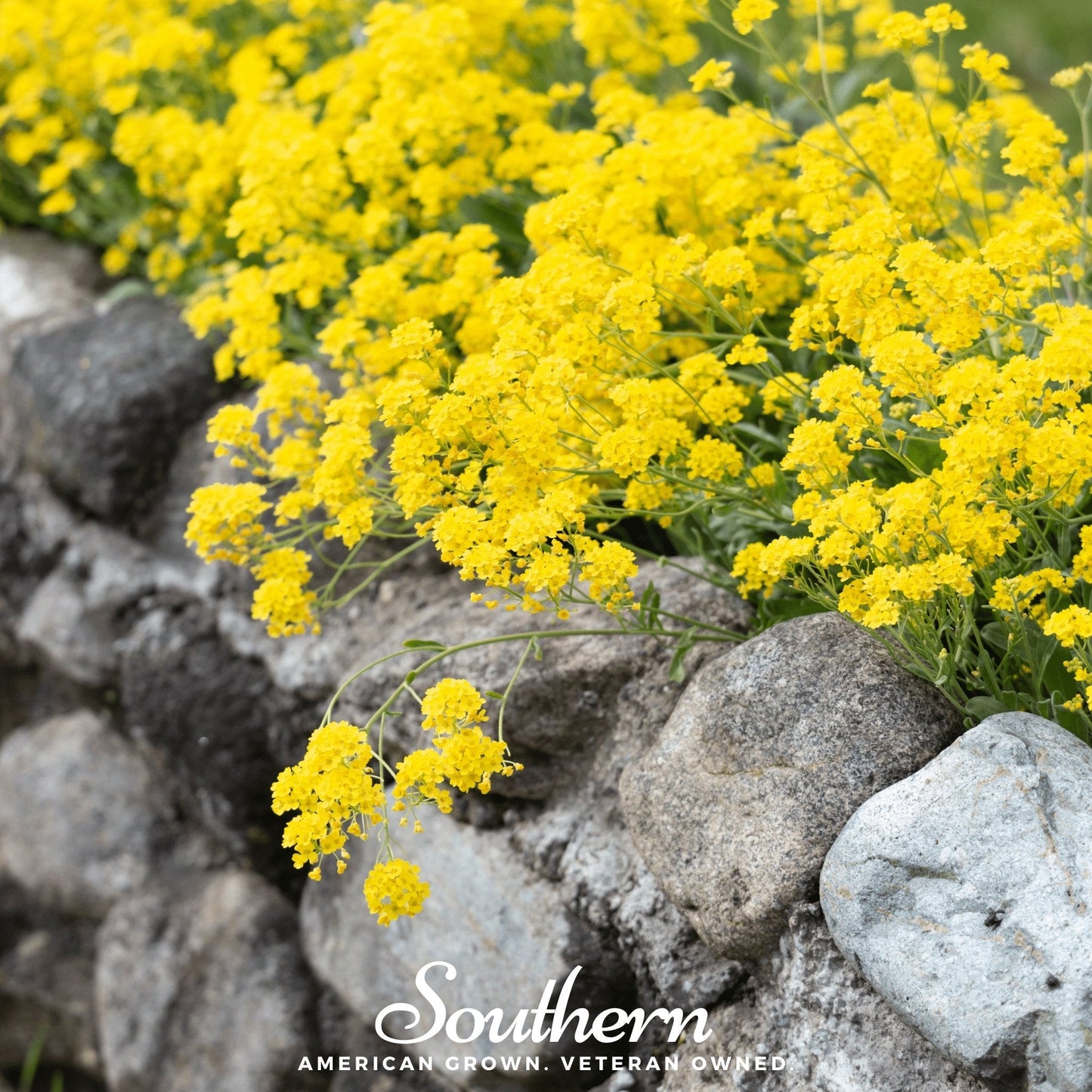 Yellow Mustard ā 200 Seeds