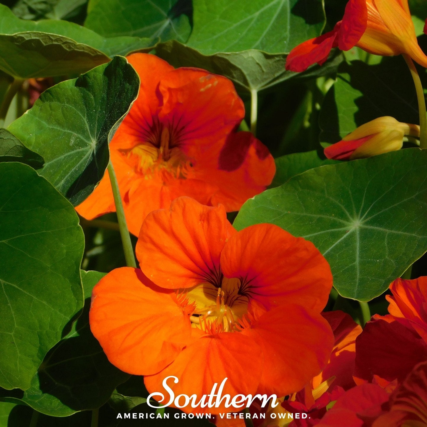 Empress of India Nasturtium ā 25 Seeds