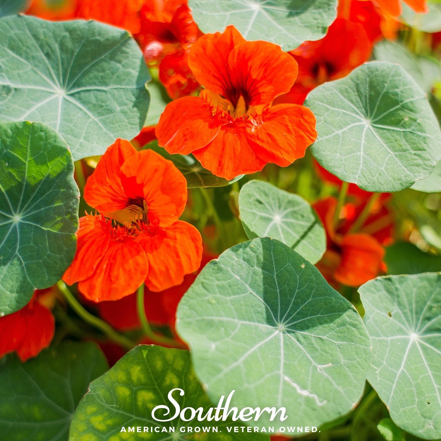 Empress of India Nasturtium ā 25 Seeds