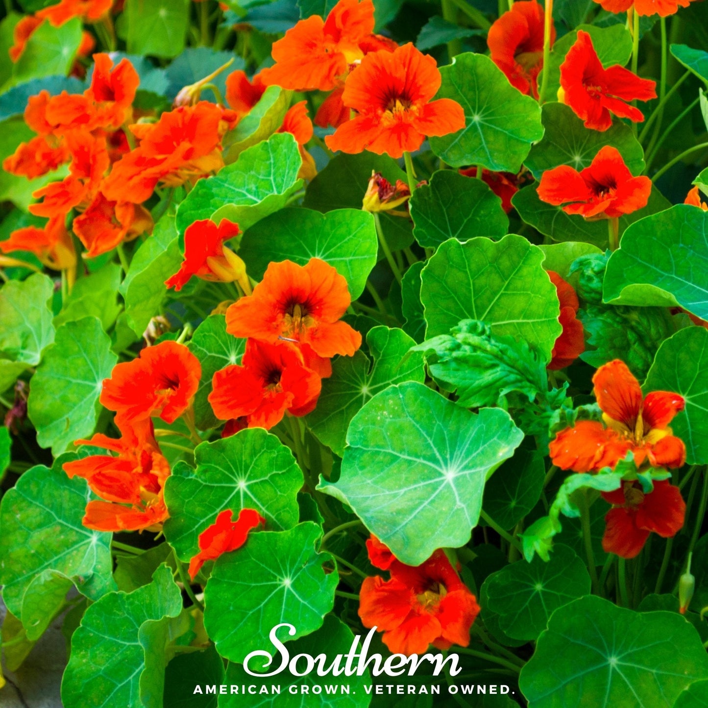 Empress of India Nasturtium ā 25 Seeds
