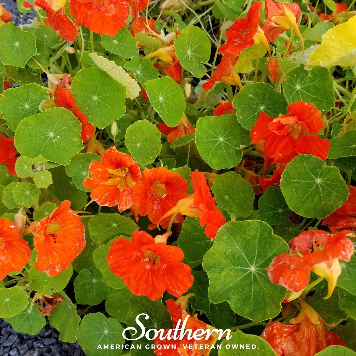 Empress of India Nasturtium ā 25 Seeds