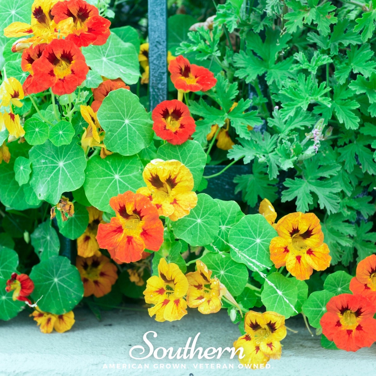 Jewel Nasturtium Mix ā 25 Seeds