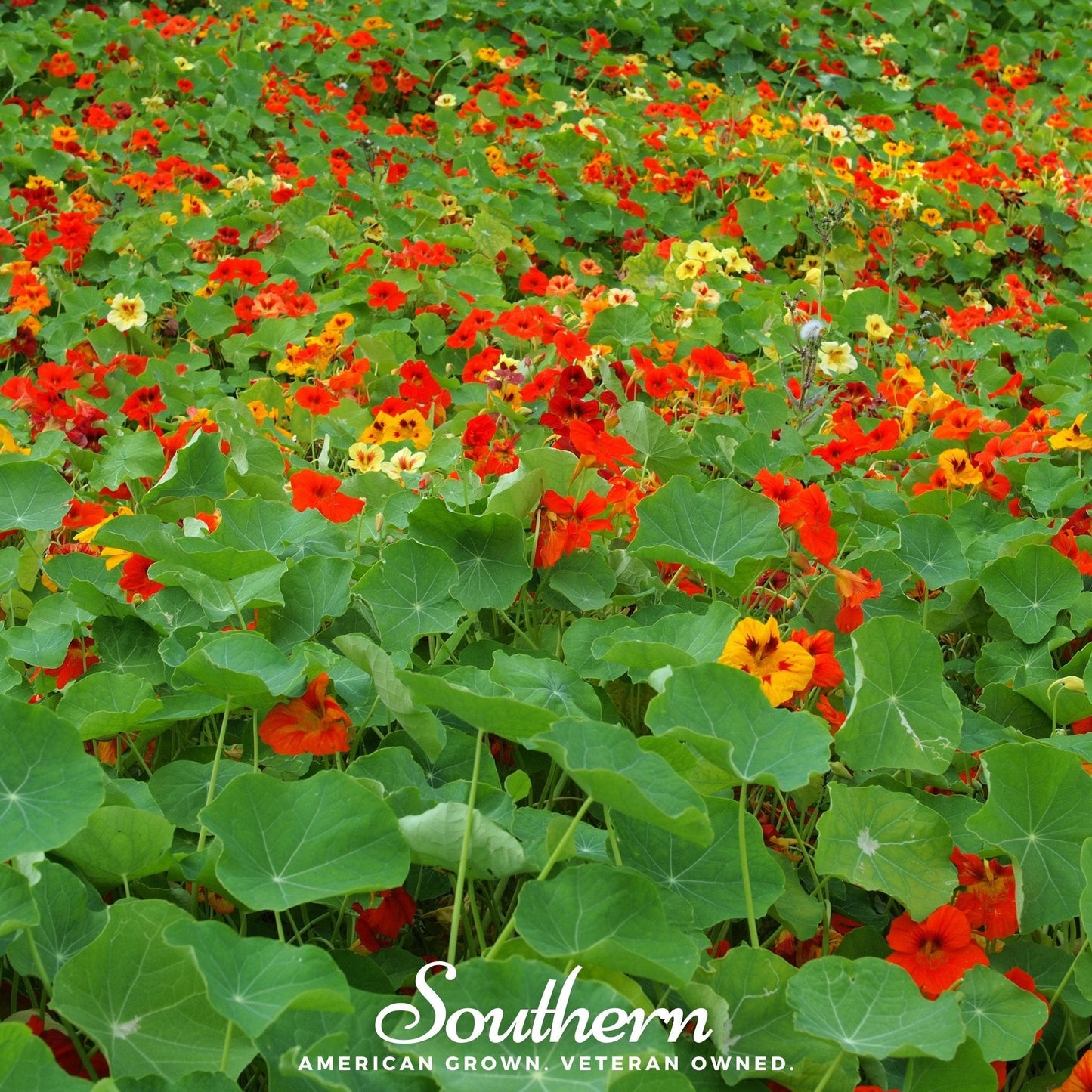 Jewel Nasturtium Mix ā 25 Seeds