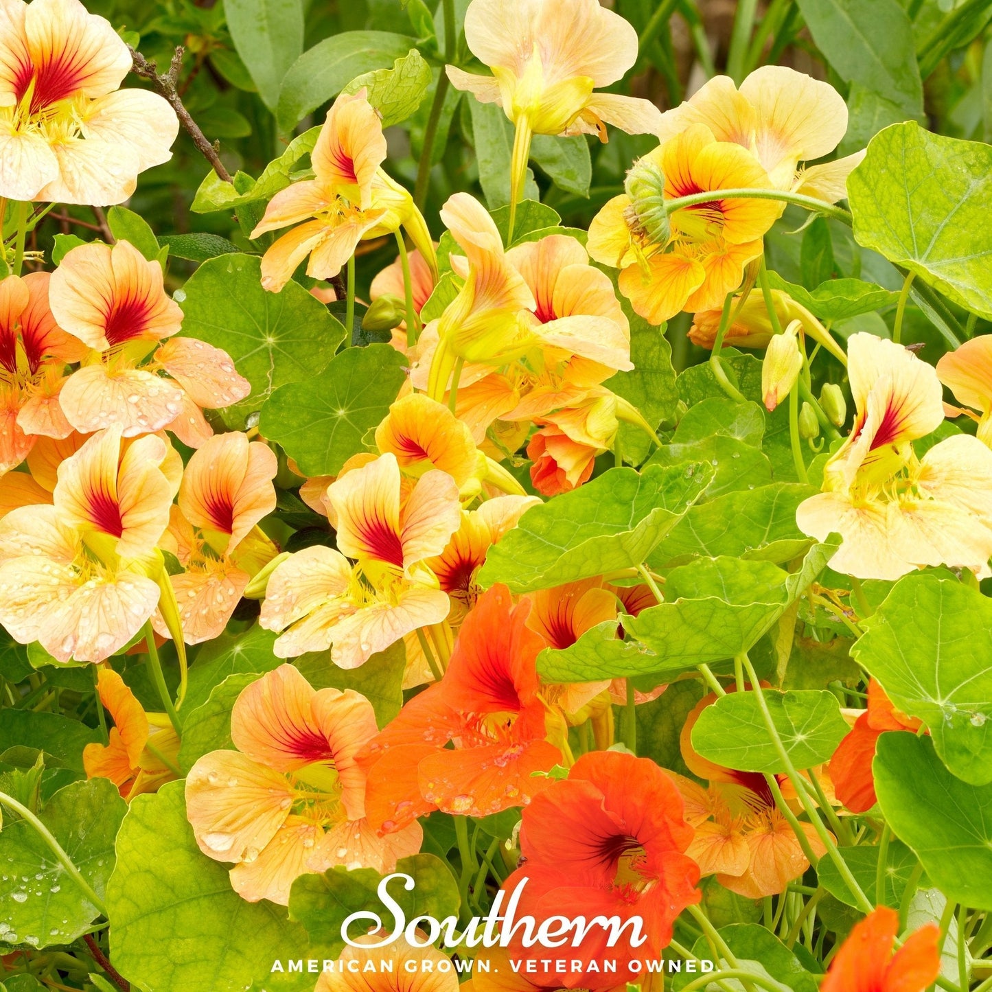 Jewel Nasturtium Mix ā 25 Seeds