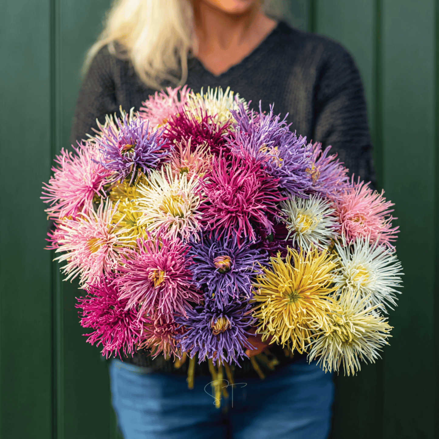 Needle Mix Aster ā 50 Seeds