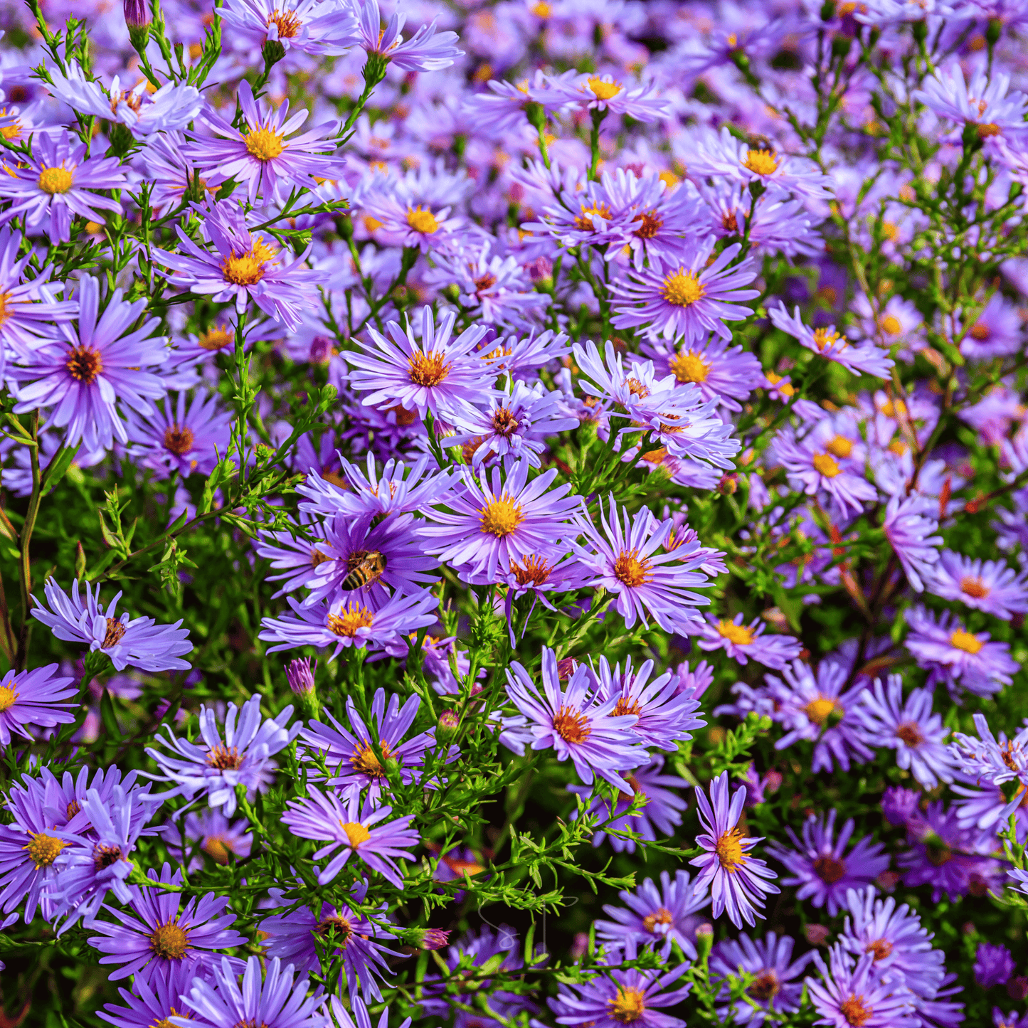 New England Aster ā 200 Seeds