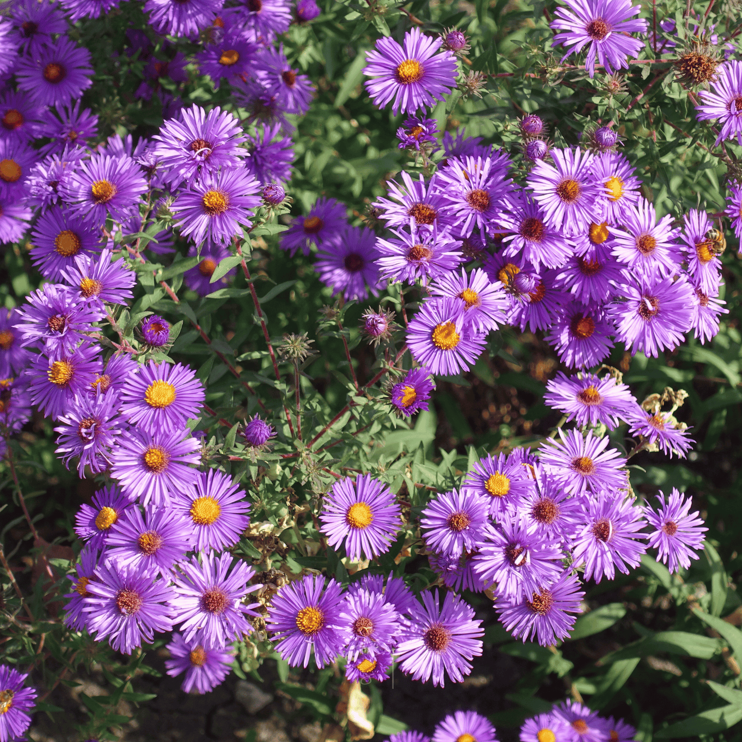 New England Aster ā 200 Seeds