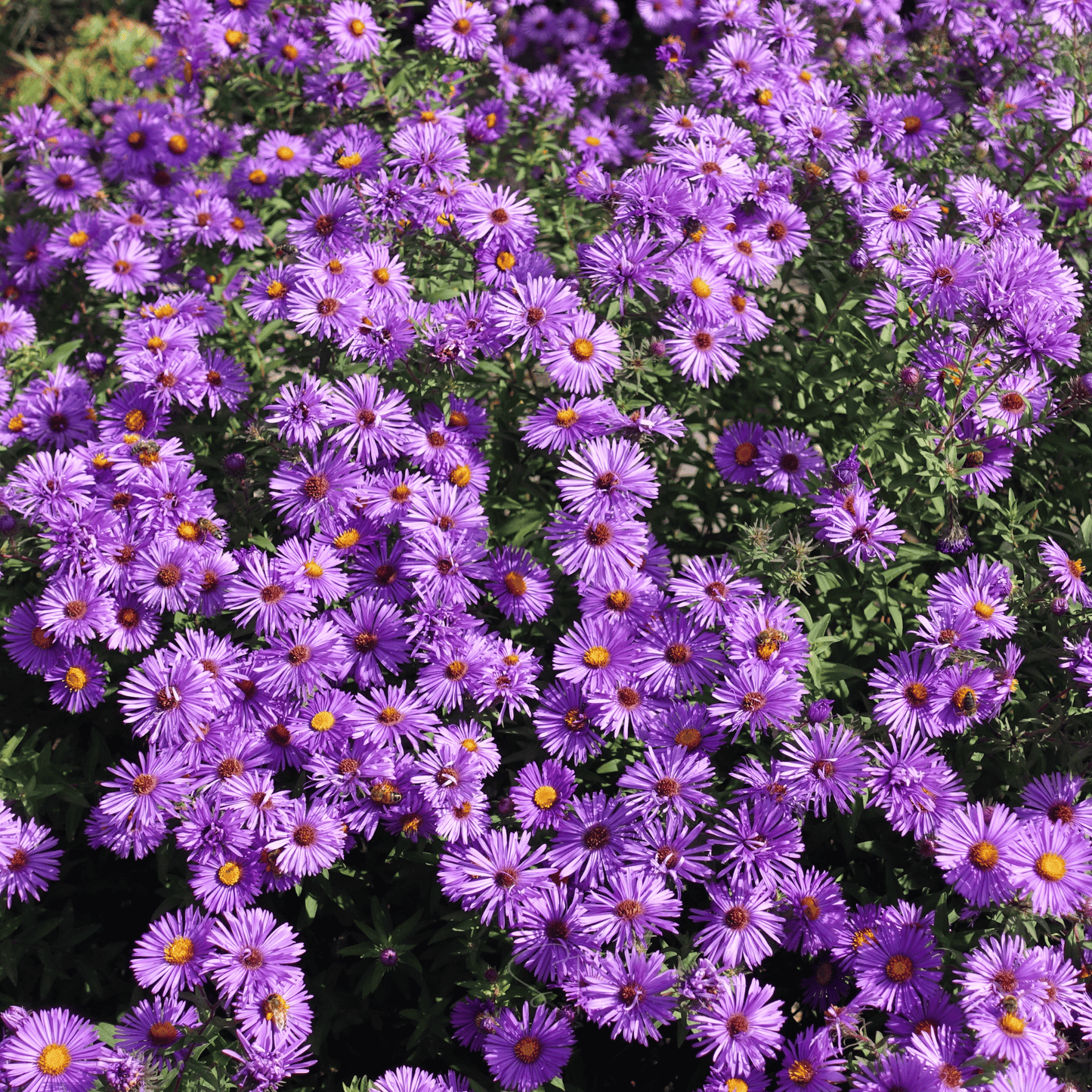New England Aster ā 200 Seeds
