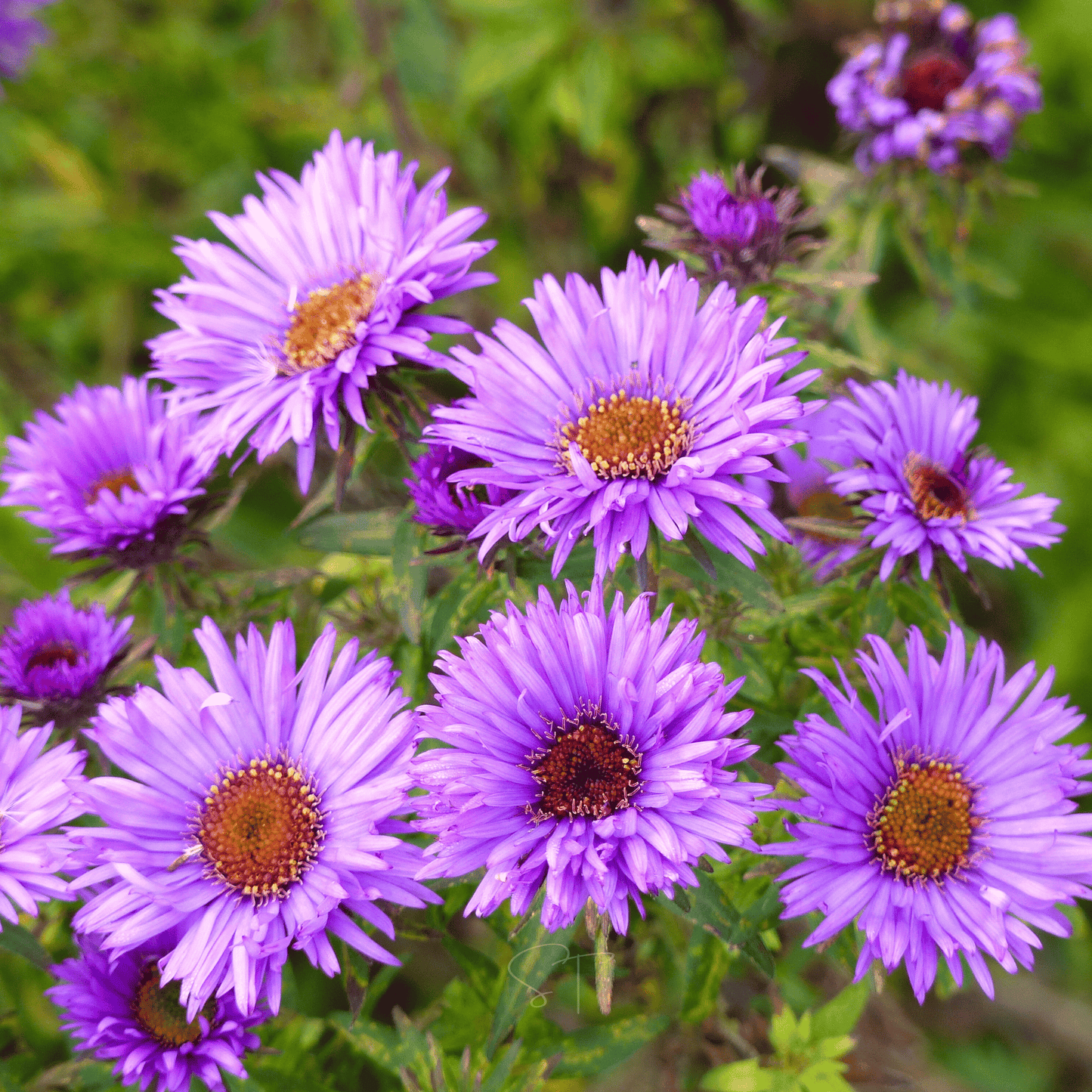 New England Aster ā 200 Seeds