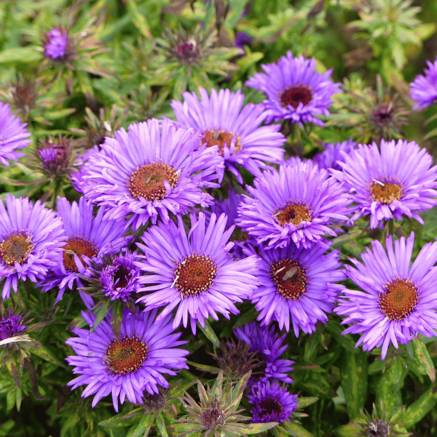 New England Aster ā 200 Seeds