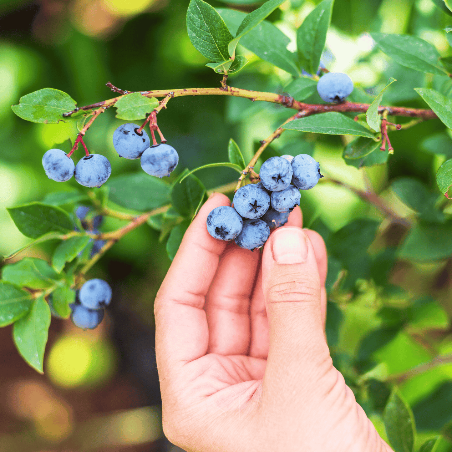 Northern Highbush Blueberry ā 50 Seeds