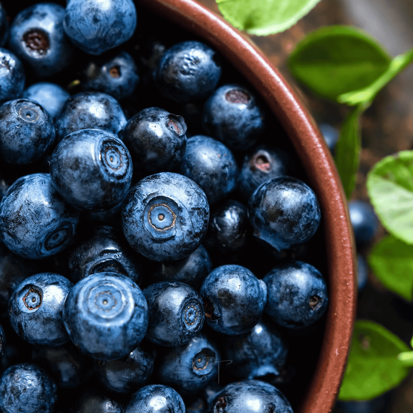 Northern Highbush Blueberry ā 50 Seeds