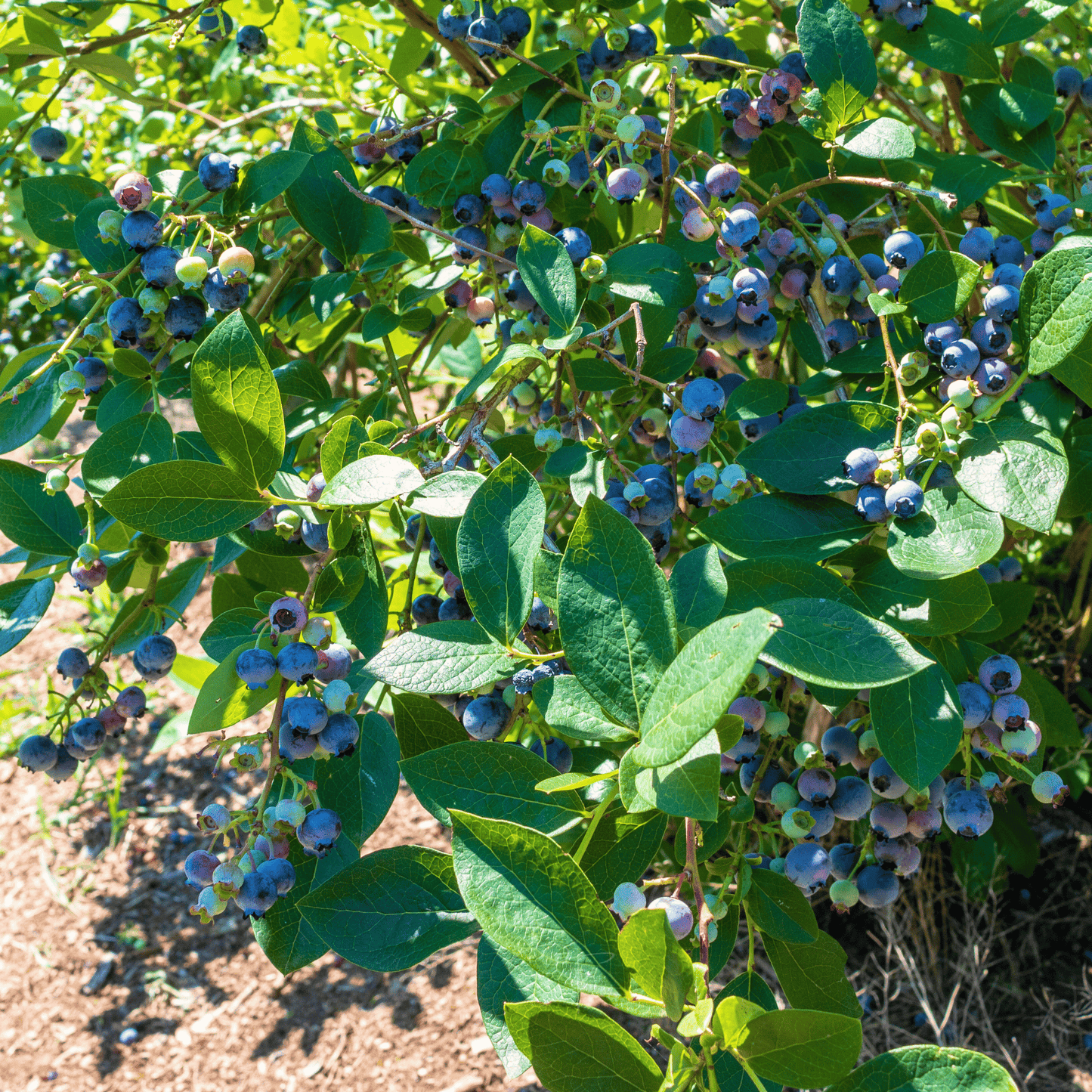 Northern Highbush Blueberry ā 50 Seeds