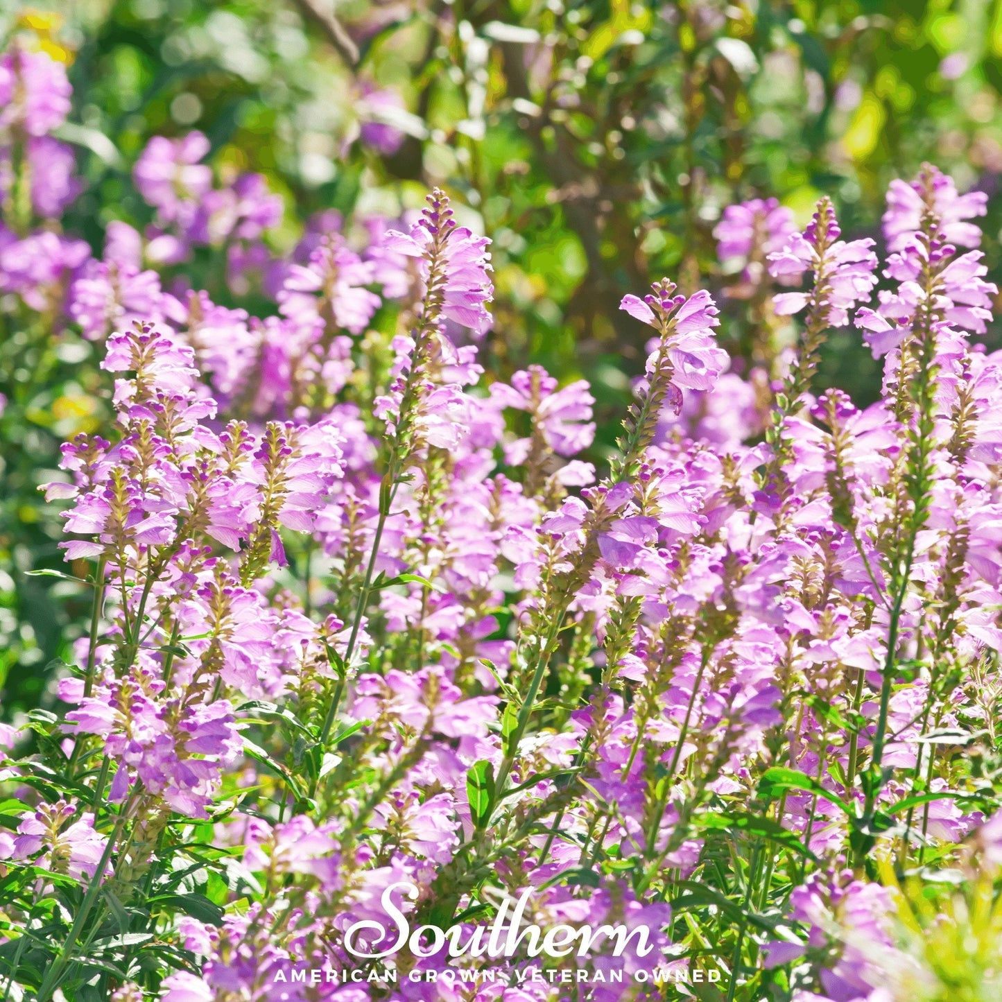 Obedient Plant ā 25 Seeds